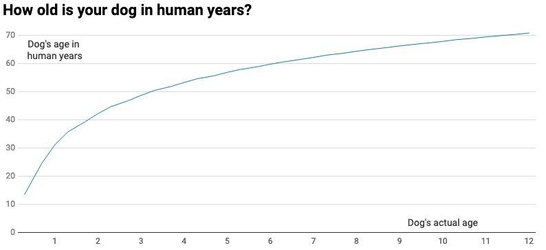 dog-aging.jpg