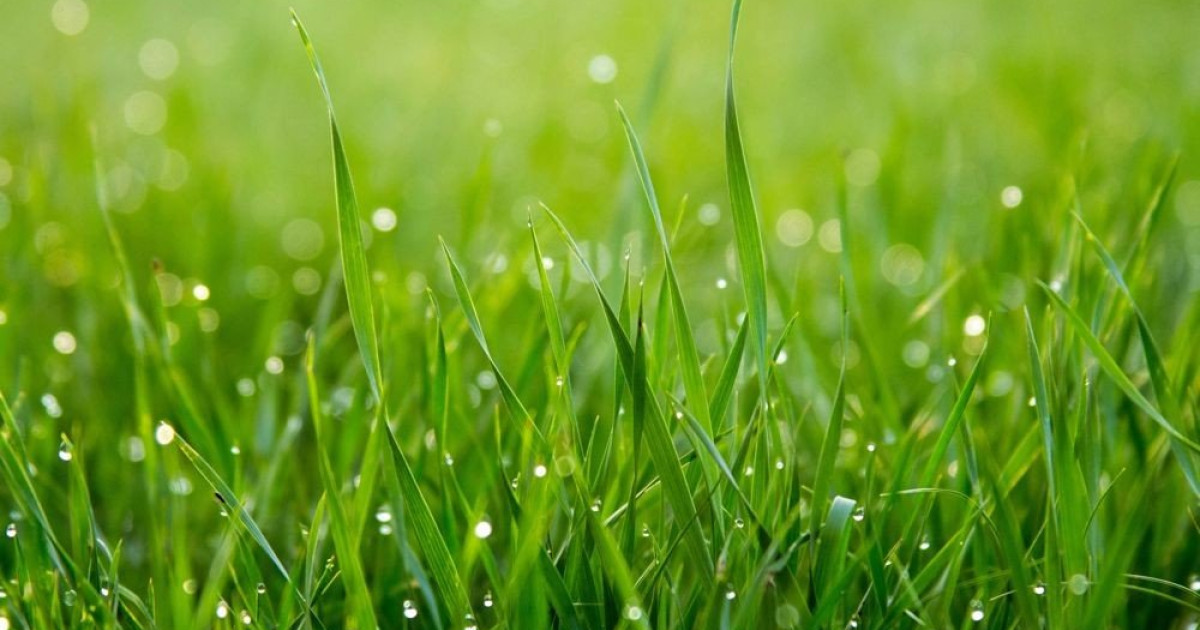 自己冷却人工芝は都市やスタジアムを涼しく保つことができます