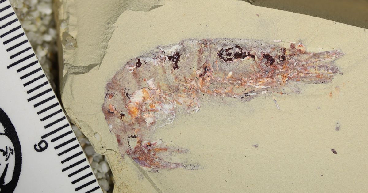 なぜいくつかの古代の動物は化石になり、他の動物は消滅するのですか？