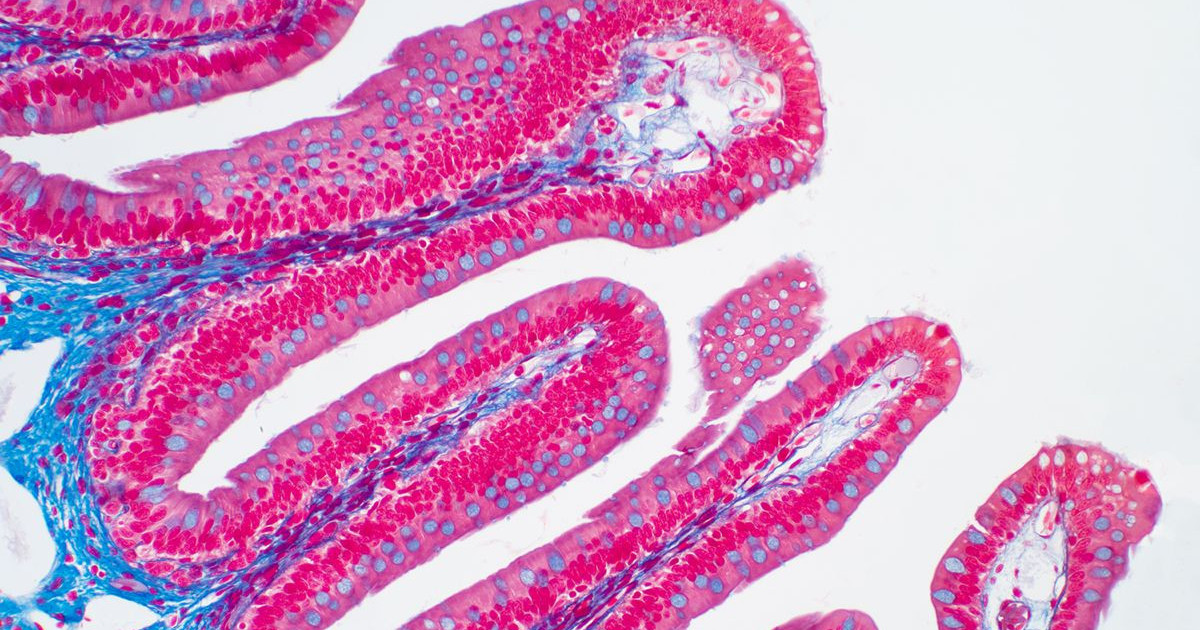 分子を実際のタイムで監視するバイオメダー