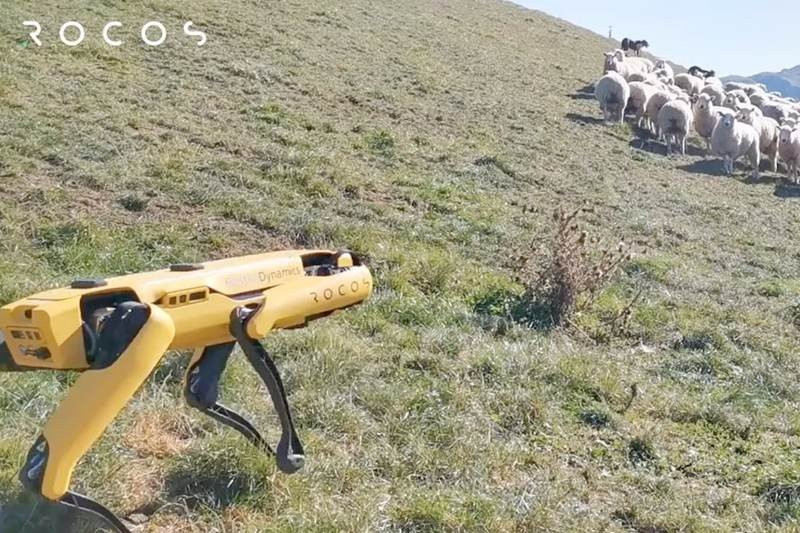 Spot: Το ρομπότ-σκύλος εργάζεται και ως....τσομπανόσκυλο
