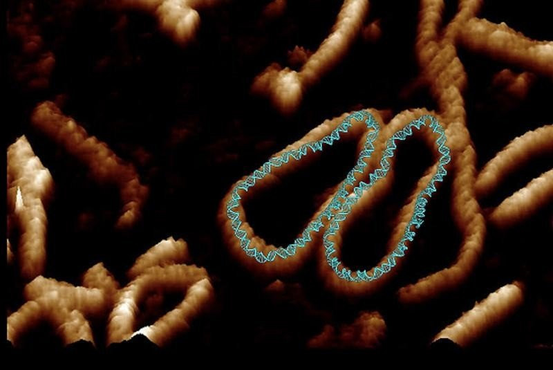 DNA: Η καλύτερη εικόνα που έχουμε πάρει μέχρι σήμερα DNA: Η καλύτερη εικόνα που έχουμε πάρει μέχρι σήμερα