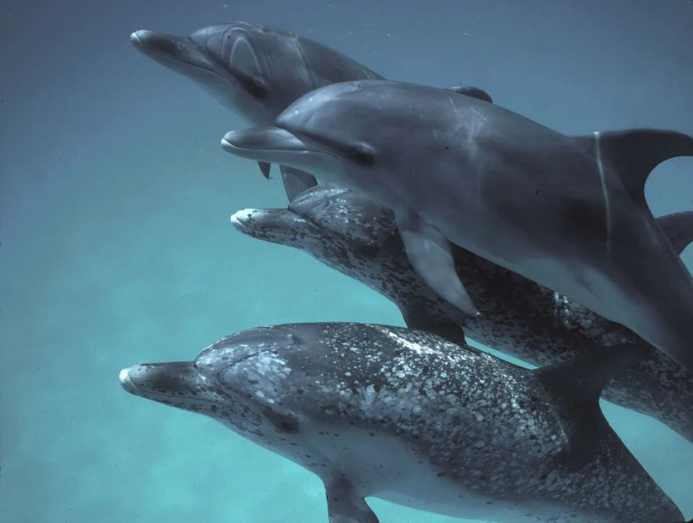 DolphinGemma: