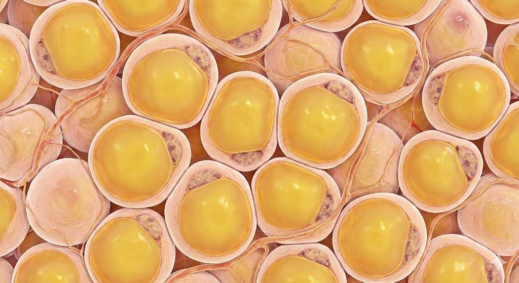 &Pi;&alpha;&chi;&upsilon;&sigma;&alpha;&rho;&kappa;ί&alpha;: