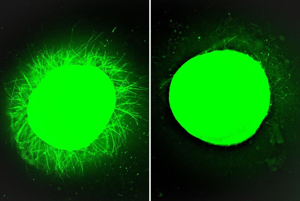 &Iota;&sigma;&tau;&omicron;&rho;&iota;&kappa;ή