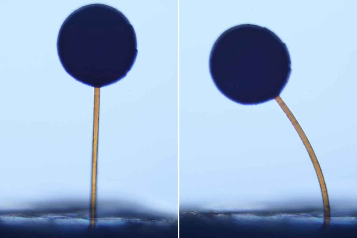 &Alpha;ό&rho;&alpha;&tau;&alpha;
