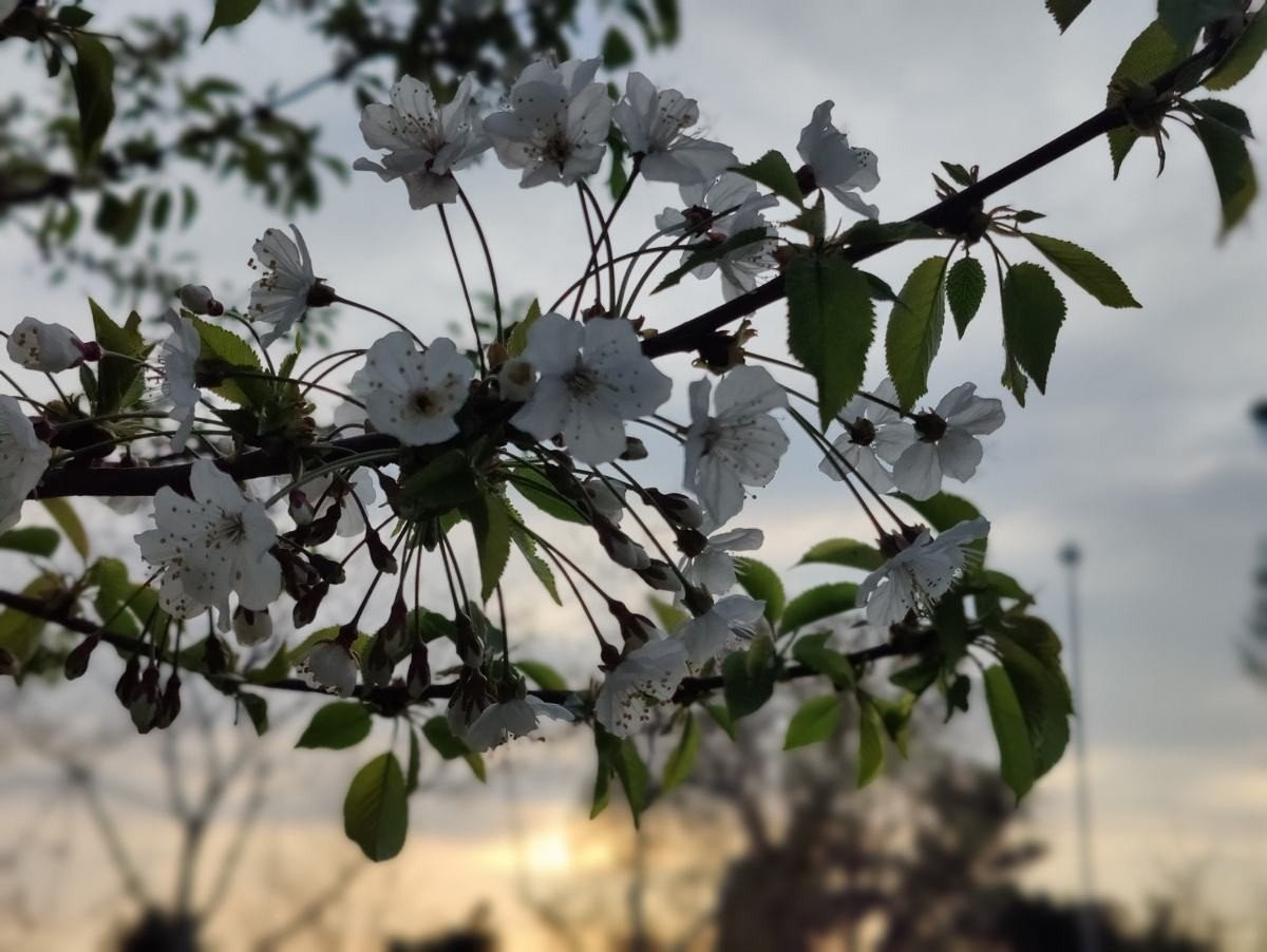 OnePlus 9 Pro 5G Review: Βάζει φωτιά στην premium κατηγορία OnePlus 9 Pro 5G Review: Βάζει φωτιά στην premium κατηγορία