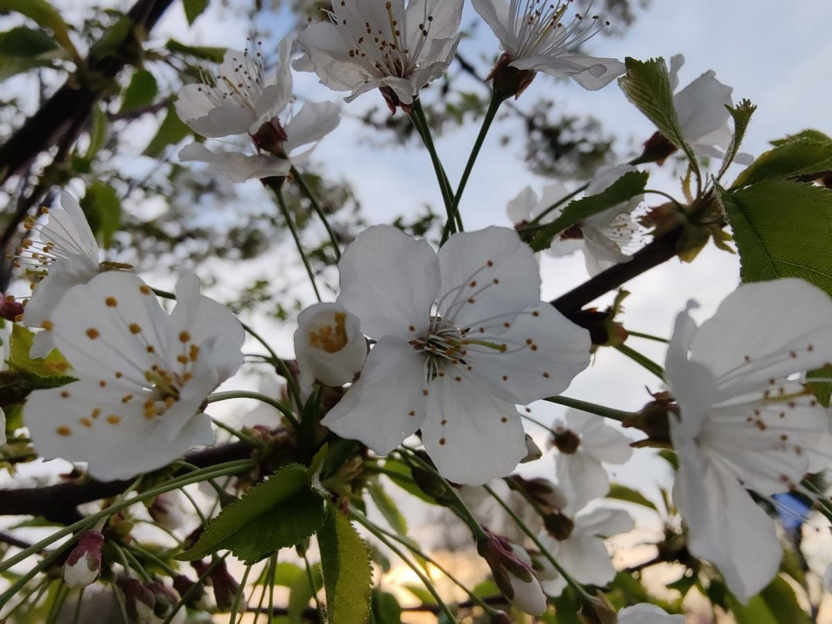 OnePlus 9 Pro 5G Review: Βάζει φωτιά στην premium κατηγορία OnePlus 9 Pro 5G Review: Βάζει φωτιά στην premium κατηγορία