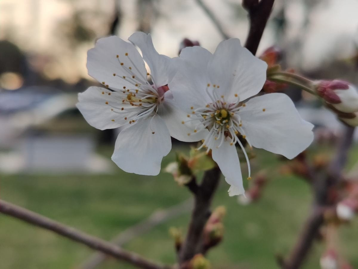 OnePlus 9 Pro 5G Review: Βάζει φωτιά στην premium κατηγορία OnePlus 9 Pro 5G Review: Βάζει φωτιά στην premium κατηγορία