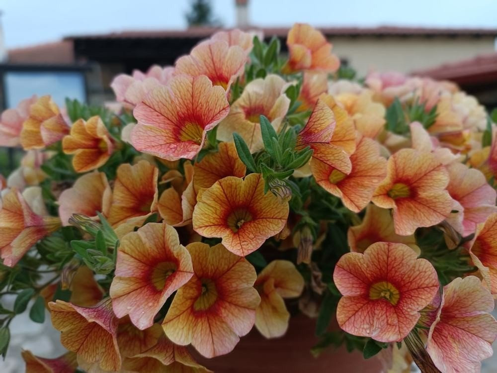 Redmi Note 11 Pro+ 5G Review: Ο ορισμός του value-for-money Redmi Note 11 Pro+ 5G Review: Ο ορισμός του value-for-money
