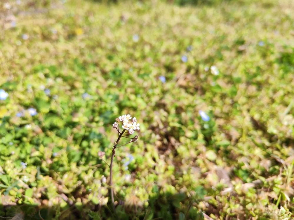 Xiaomi 12 Review: Μια ναυαρχίδα για όσους θέλουν μικρό μέγεθος Xiaomi 12 Review: Μια ναυαρχίδα για όσους θέλουν μικρό μέγεθος